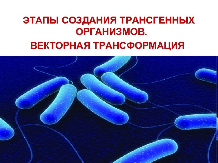 ЭТАПЫ СОЗДАНИЯ ТРАНСГЕННЫХ ОРГАНИЗМОВ. ВЕКТОРНАЯ ТРАНСФОРМАЦИЯ 