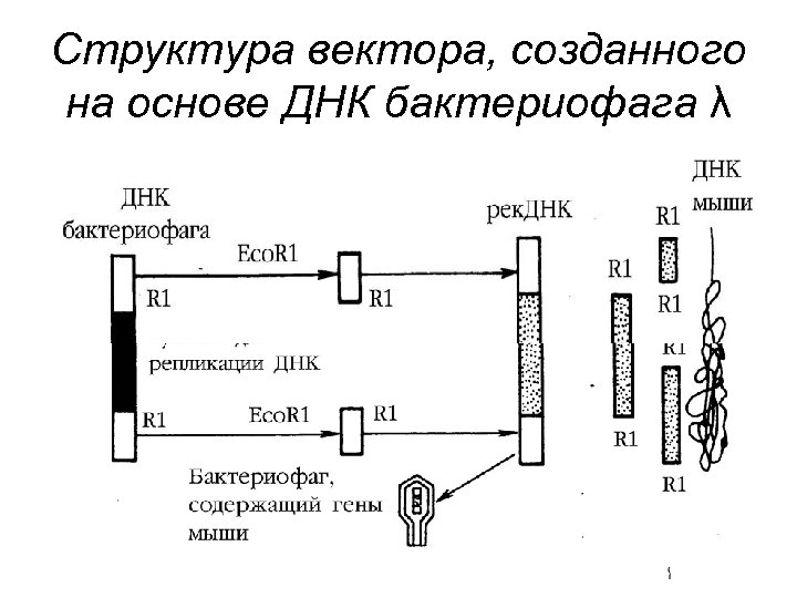 Структура вектора, созданного на основе ДНК бактериофага λ 