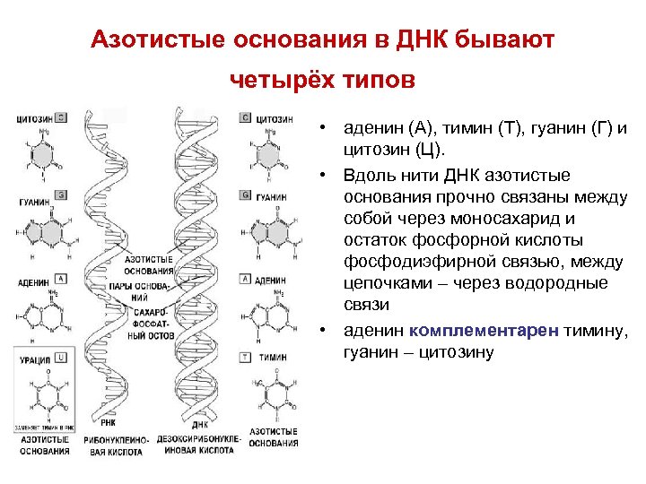 Рнк содержит тимин. ДНК Тимин гуанин. Азотистые основания ДНК. Строение ДНК азотистые основания. Азотистые основания молекулы ДНК.