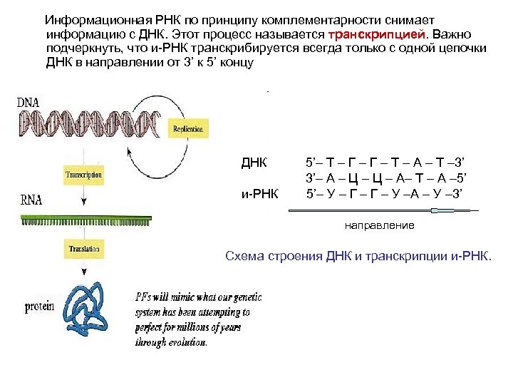 Правило комплементарности днк и рнк таблица