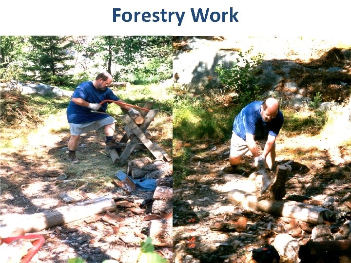 Forestry Work 