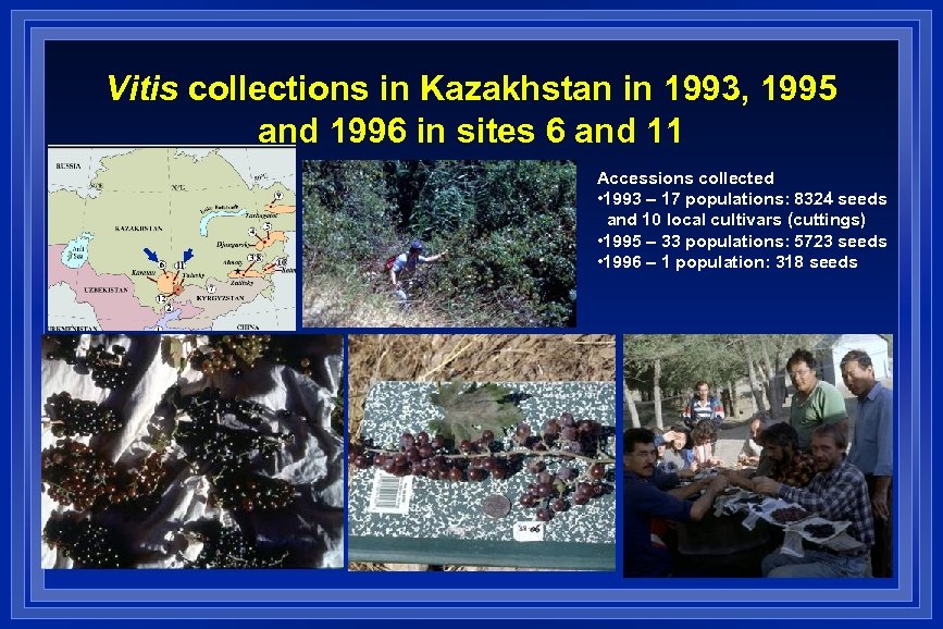 Vitis collections in Kazakhstan in 1993, 1995 and 1996 in sites 6 and 11