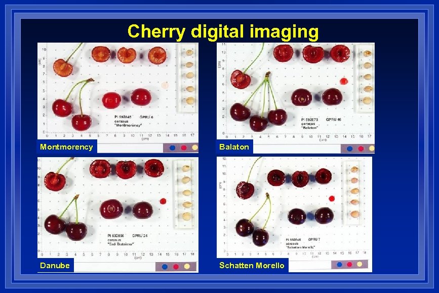 Cherry digital imaging Montmorency Balaton Danube Schatten Morello 