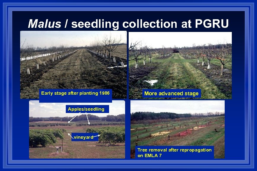 Malus / seedling collection at PGRU Early stage after planting 1986 More advanced stage