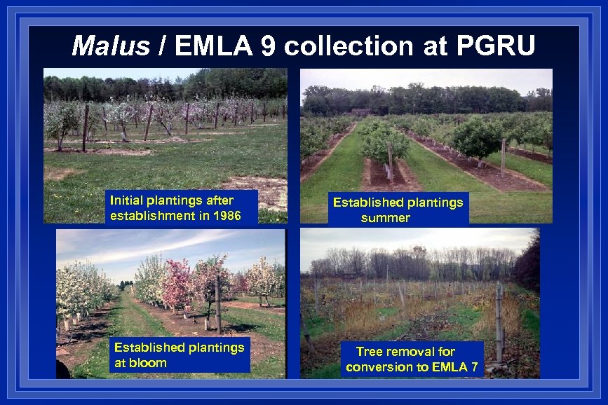 Malus / EMLA 9 collection at PGRU Initial plantings after establishment in 1986 Established