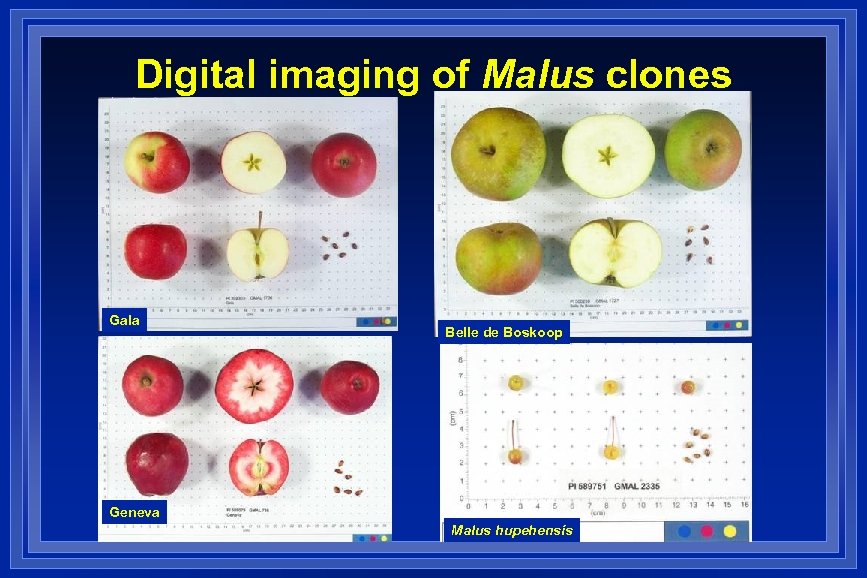 Digital imaging of Malus clones Gala Belle de Boskoop Geneva Malus hupehensis 