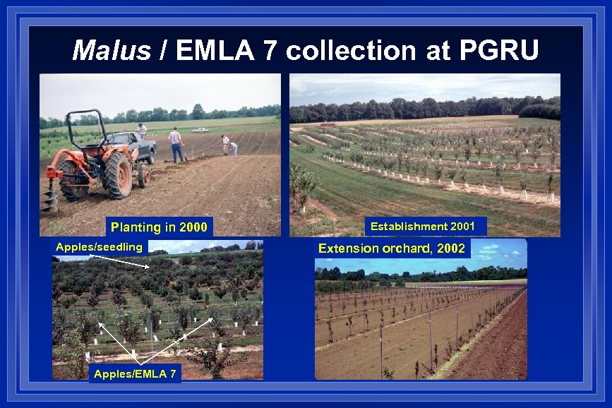 Malus / EMLA 7 collection at PGRU Planting in 2000 Apples/seedling Apples/EMLA 7 Establishment