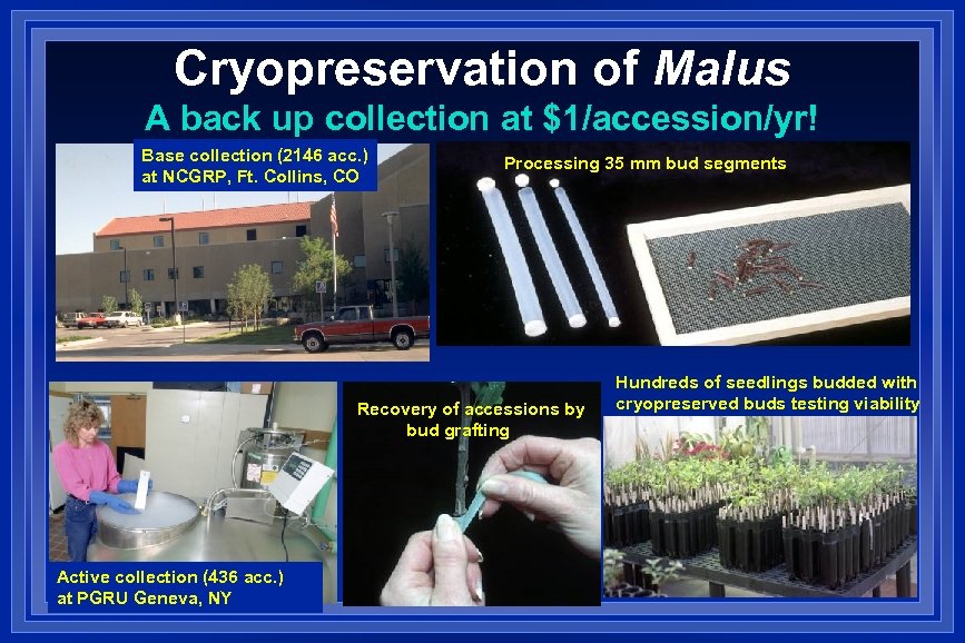 Cryopreservation of Malus A back up collection at $1/accession/yr! Base collection (2146 acc. )