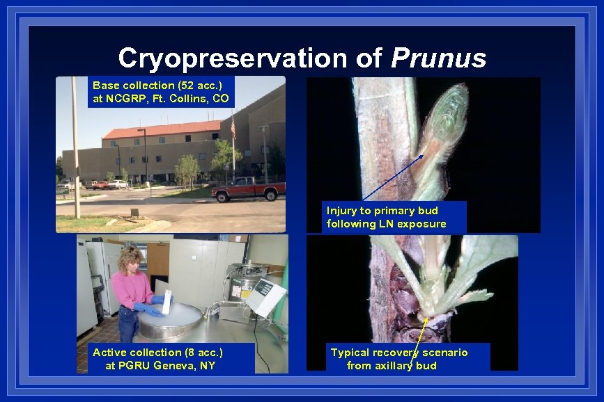 Cryopreservation of Prunus Base collection (52 acc. ) at NCGRP, Ft. Collins, CO Injury
