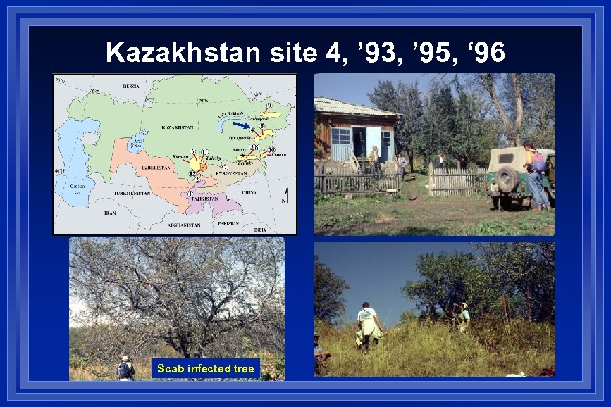 Kazakhstan site 4, ’ 93, ’ 95, ‘ 96 Scab infected tree 