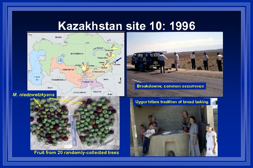 Kazakhstan site 10: 1996 Breakdowns; common occurrence M. niedzwetzkyana Uygur tribes tradition of bread