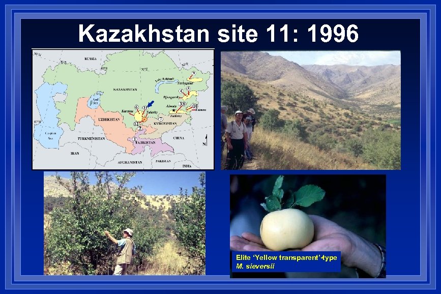 Kazakhstan site 11: 1996 Elite ‘Yellow transparent’-type M. sieversii 