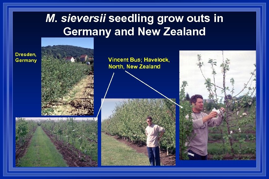 M. sieversii seedling grow outs in Germany and New Zealand Dresden, Germany Vincent Bus;