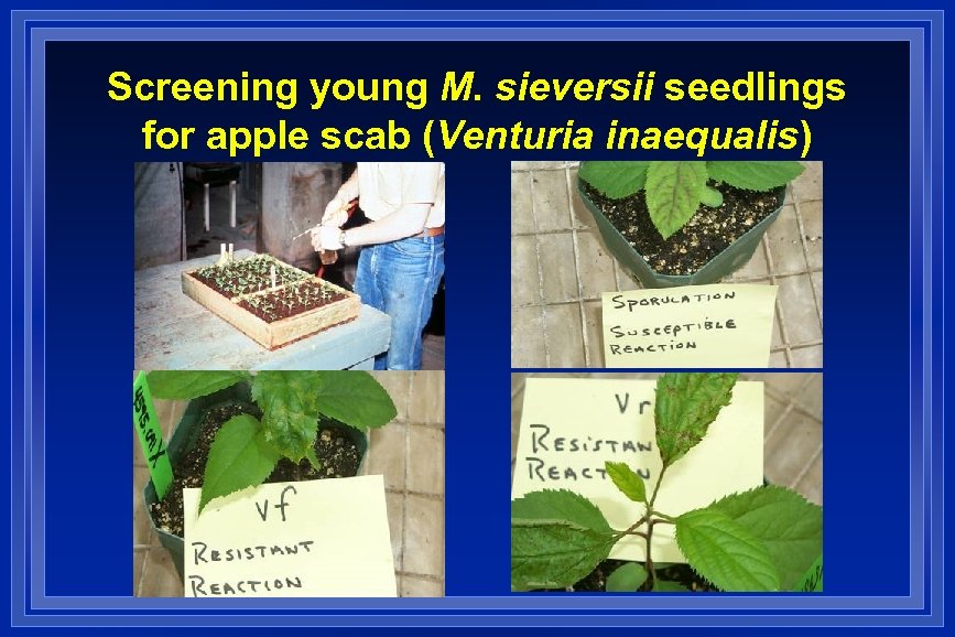 Screening young M. sieversii seedlings for apple scab (Venturia inaequalis) 
