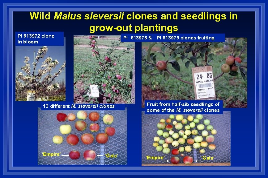 Wild Malus sieversii clones and seedlings in grow-out plantings PI 613972 clone in bloom