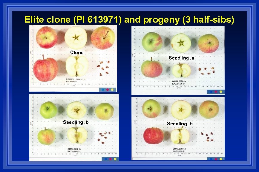 Elite clone (PI 613971) and progeny (3 half-sibs) Clone Seedling. a Seedling. b Seedling.