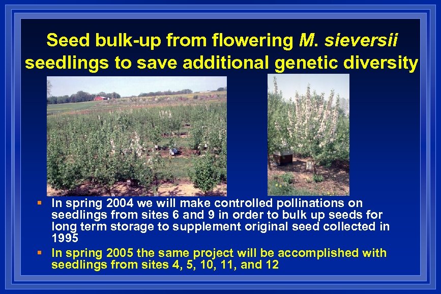 Seed bulk-up from flowering M. sieversii seedlings to save additional genetic diversity § In
