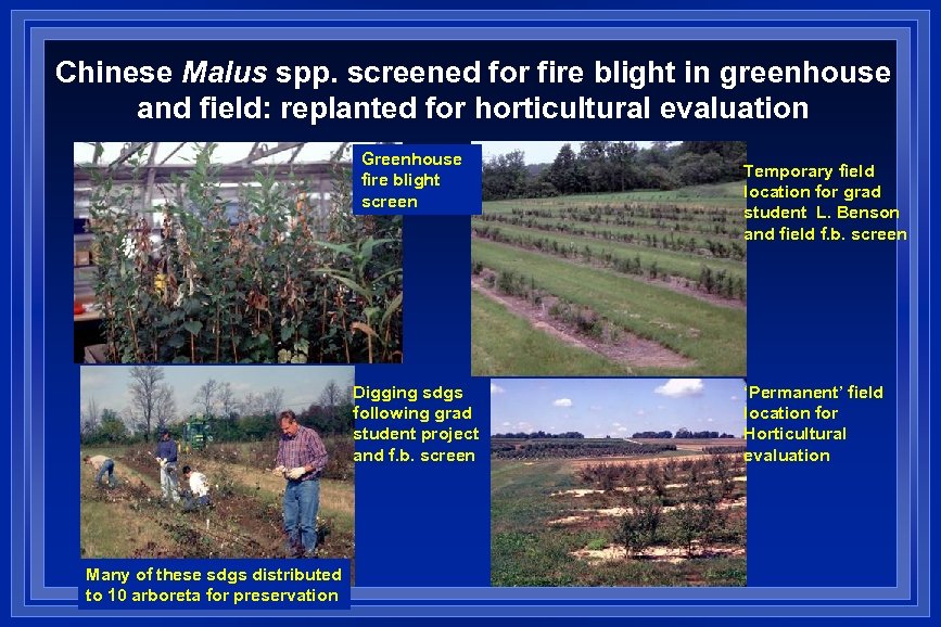 Chinese Malus spp. screened for fire blight in greenhouse and field: replanted for horticultural