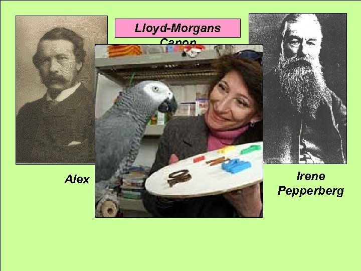 Lloyd-Morgans Canon Alex Irene Pepperberg 