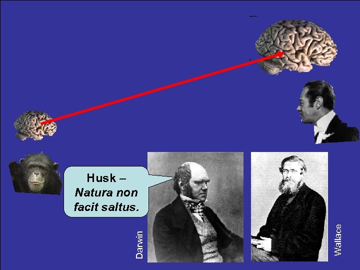 Wallace Darwin Husk – Natura non facit saltus. 