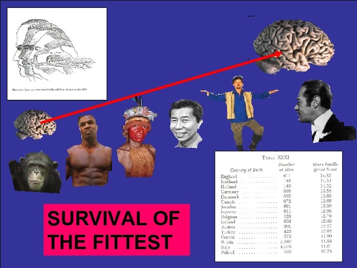 SURVIVAL OF THE FITTEST 
