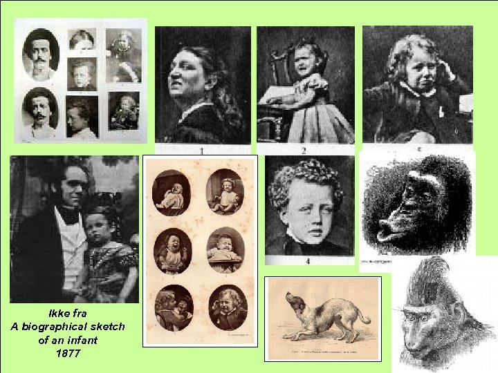 Ikke fra A biographical sketch of an infant 1877 