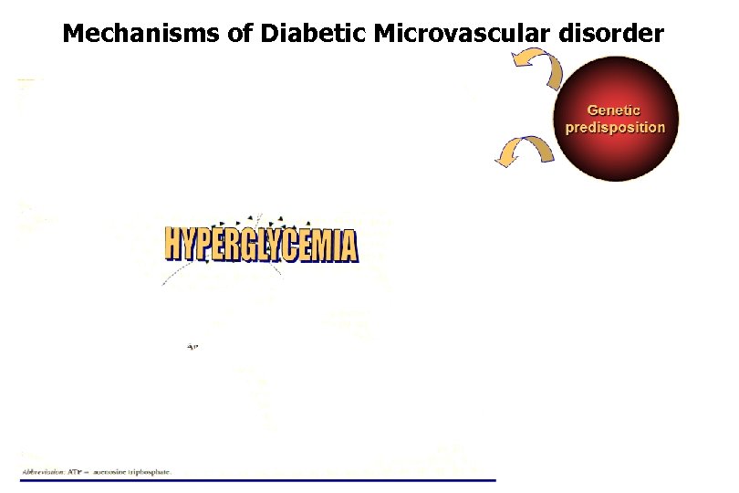 Mechanisms of Diabetic Microvascular disorder 