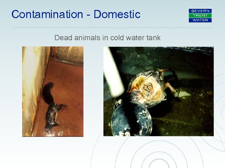 Contamination - Domestic Dead animals in cold water tank 