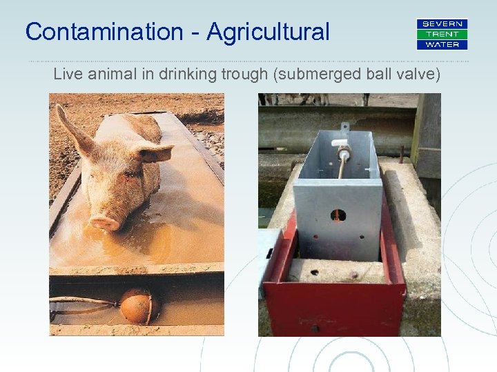 Contamination - Agricultural Live animal in drinking trough (submerged ball valve) 