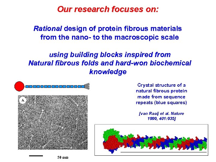 Our research focuses on: Rational design of protein fibrous materials from the nano- to