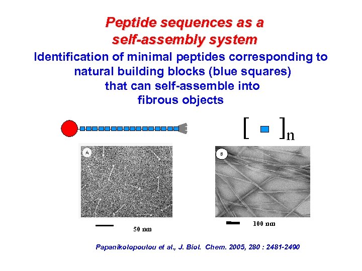 Peptide sequences as a self-assembly system Identification of minimal peptides corresponding to natural building