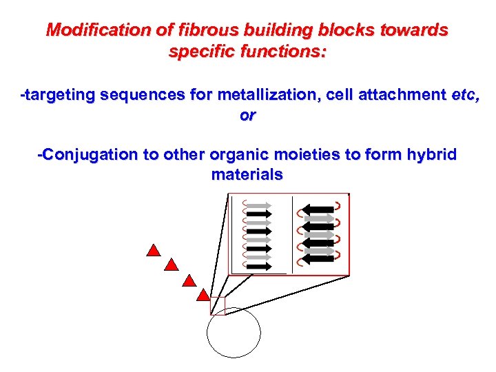 Modification of fibrous building blocks towards specific functions: -targeting sequences for metallization, cell attachment