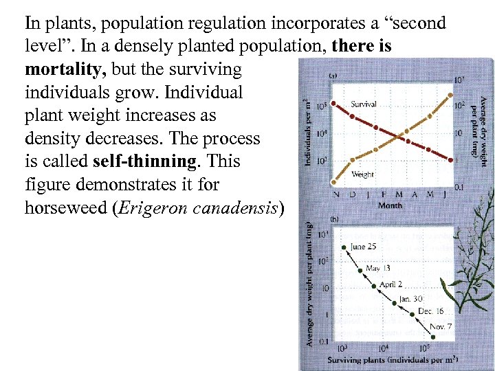 In plants, population regulation incorporates a “second level”. In a densely planted population, there