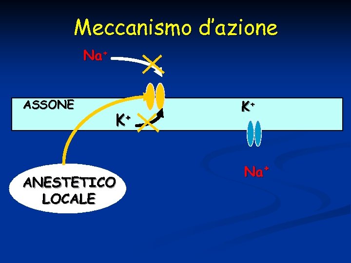 Meccanismo d’azione Na+ ASSONE K+ ANESTETICO LOCALE K+ Na+ 