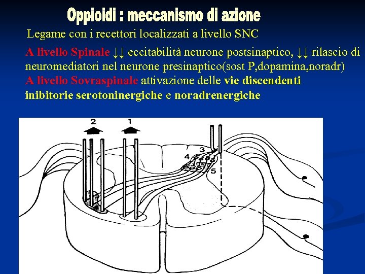 Legame con i recettori localizzati a livello SNC A livello Spinale ↓↓ eccitabilità neurone