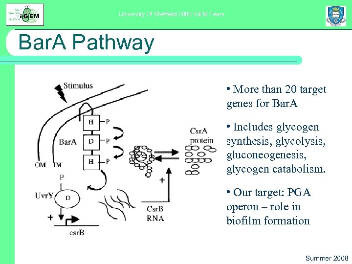 University Of Sheffield 2008 i. GEM Team Bar. A Pathway • More than 20