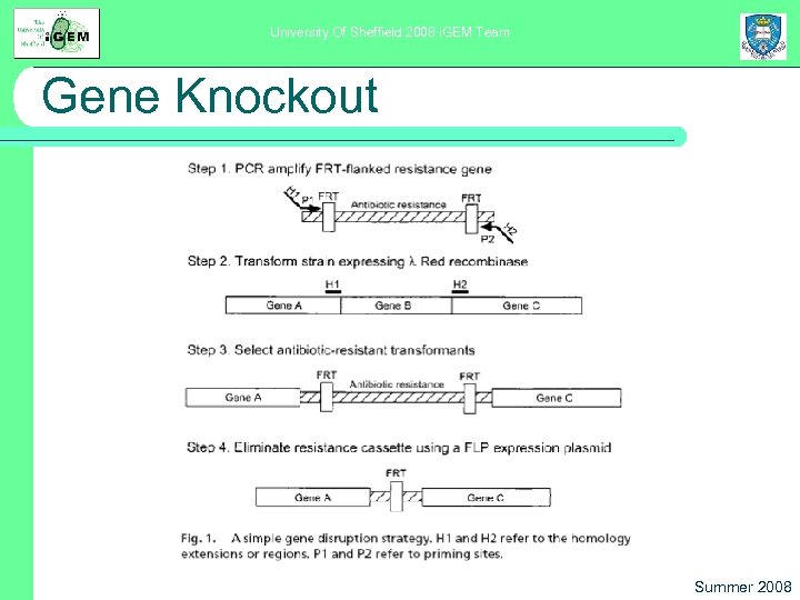 University Of Sheffield 2008 i. GEM Team Gene Knockout Summer 2008 