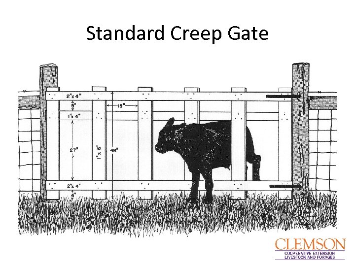 Standard Creep Gate 