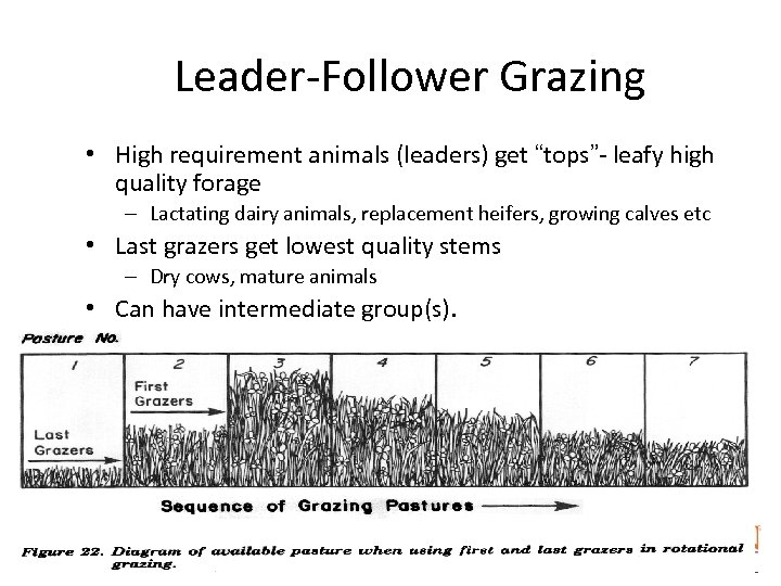 Leader-Follower Grazing • High requirement animals (leaders) get “tops”- leafy high quality forage –