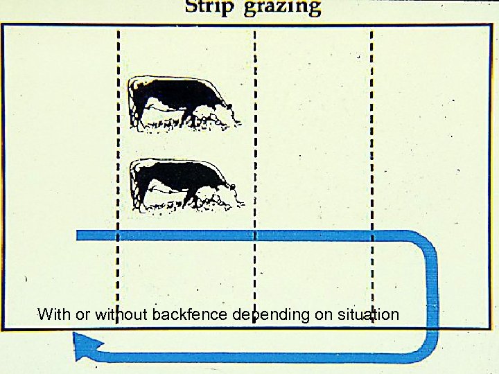 Strip Grazing With or without backfence depending on situation 