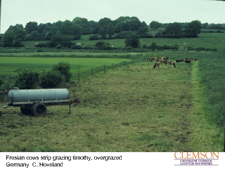 Fresian cows strip grazing timothy, overgrazed Germany C. Hoveland 
