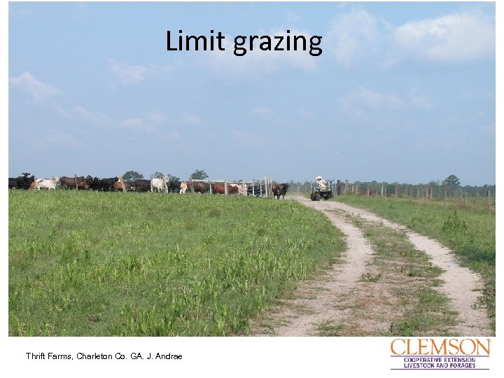 Limit grazing Thrift Farms, Charleton Co. GA. J. Andrae 