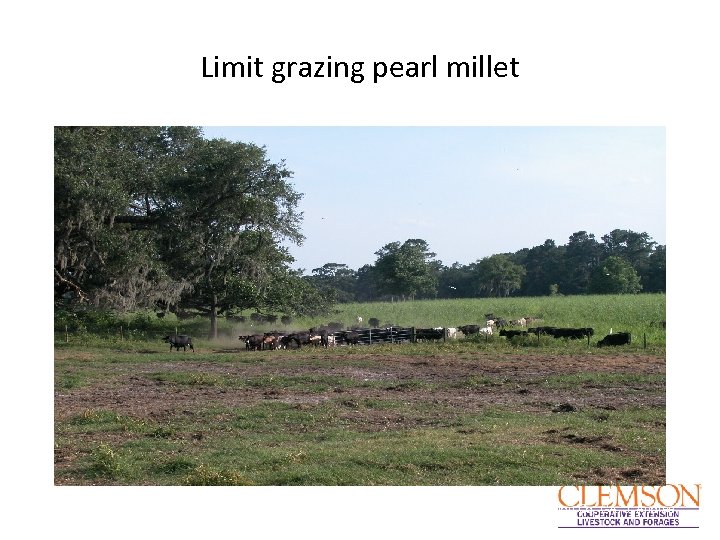Limit grazing pearl millet Thrift Farms, Charleton Co. GA. J. Andrae 