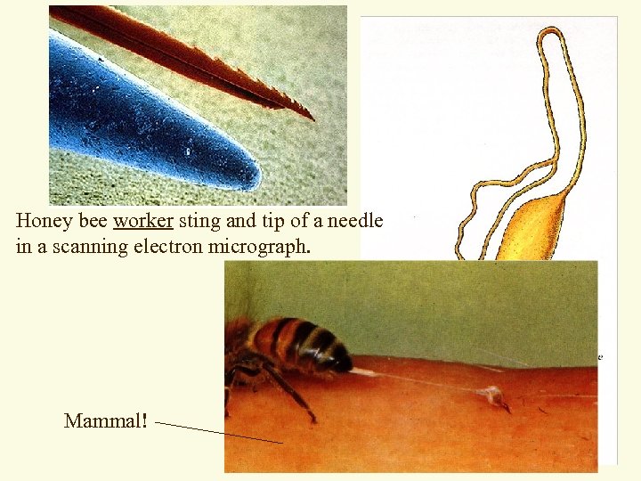 Honey bee worker sting and tip of a needle in a scanning electron micrograph.