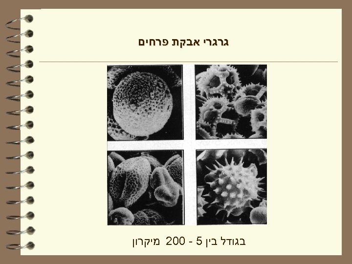  גרגרי אבקת פרחים בגודל בין 5 - 002 מיקרון 