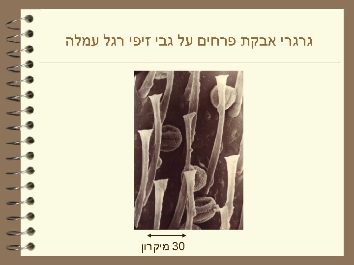  גרגרי אבקת פרחים על גבי זיפי רגל עמלה 03 מיקרון 