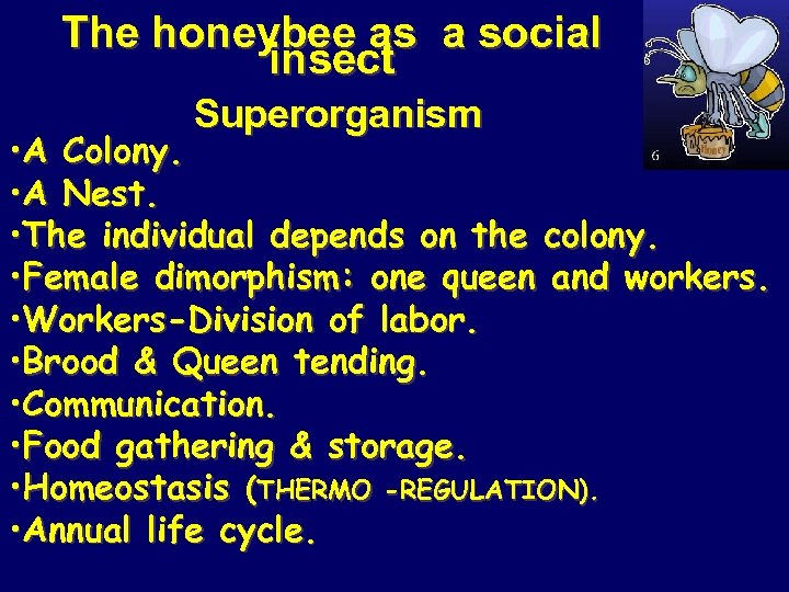 The honeybee as a social insect Superorganism • A Colony. • A Nest. •