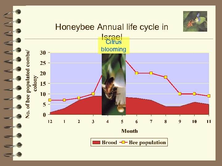 Honeybee Annual life cycle in Israel Citrus blooming 