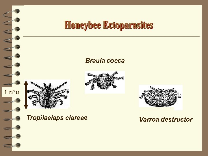 Braula coeca 1 מ”מ Tropilaelaps clareae Varroa destructor 