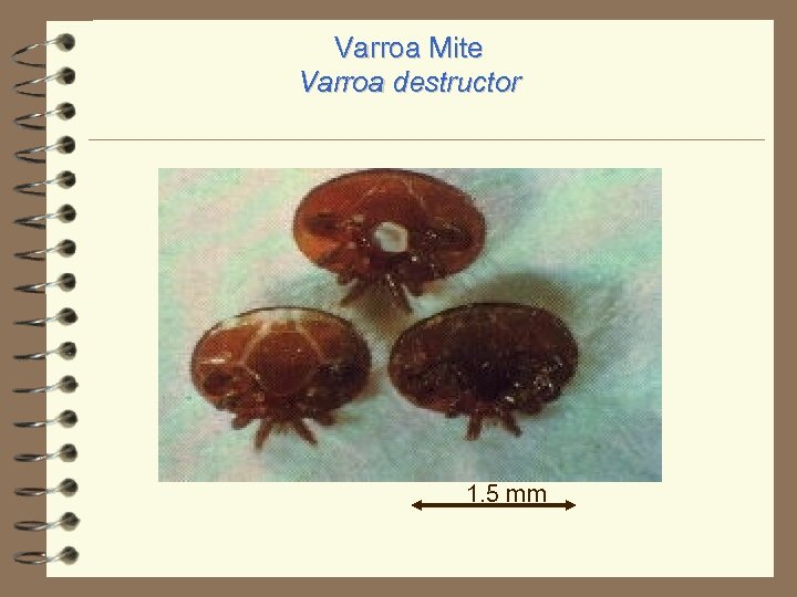 Varroa Mite Varroa destructor 1. 5 mm 